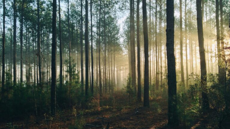 Home 13 How to Set the Number of Trees in Random Forest