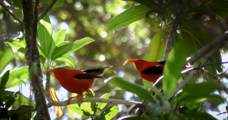 Home 19 How AI is helping advance the science of bioacoustics to save endangered species
